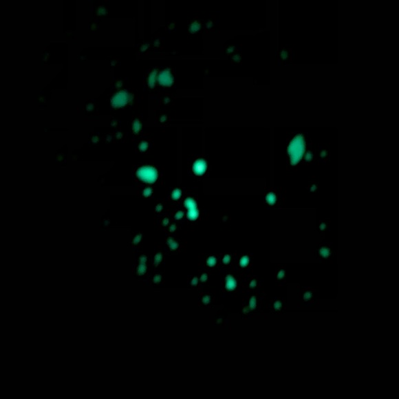 Bathing Ape Shirt - Picture 3 of 6